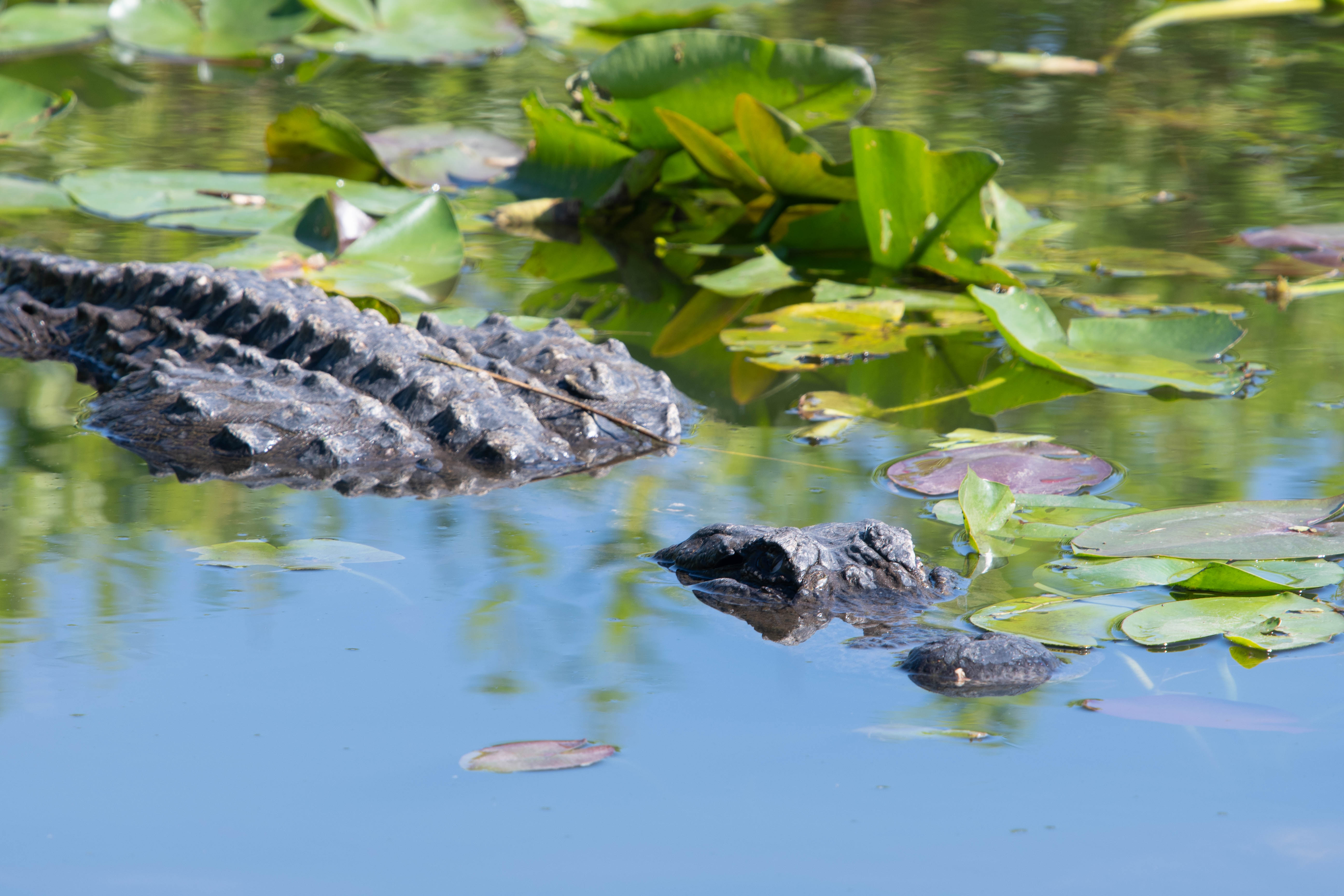 Everglades and Biscayne National Parks