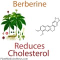 berberine cholesterol