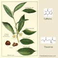 tea caffeine theanine brain function