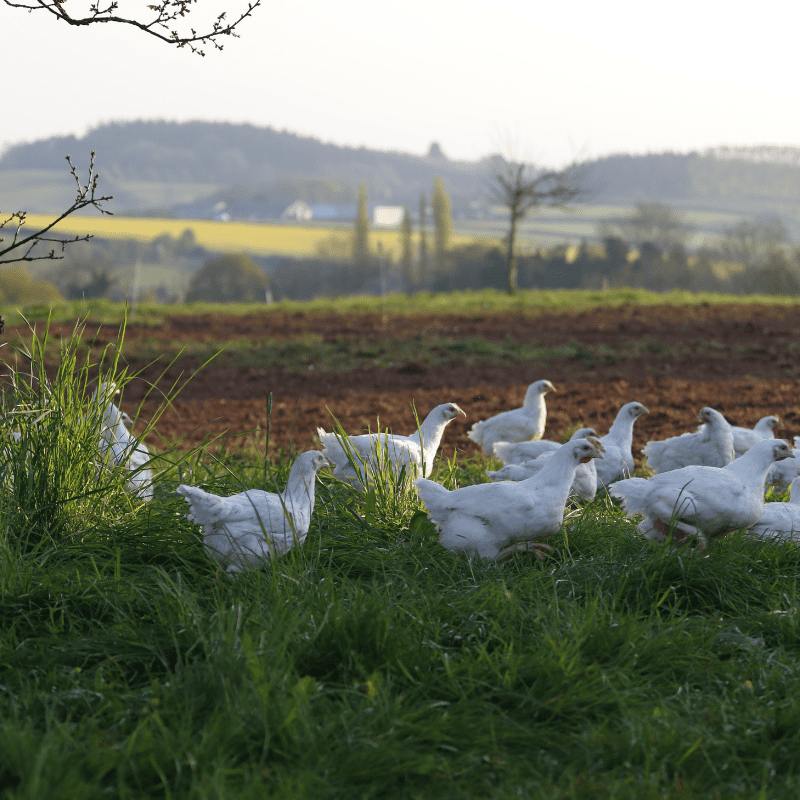 organic chicken