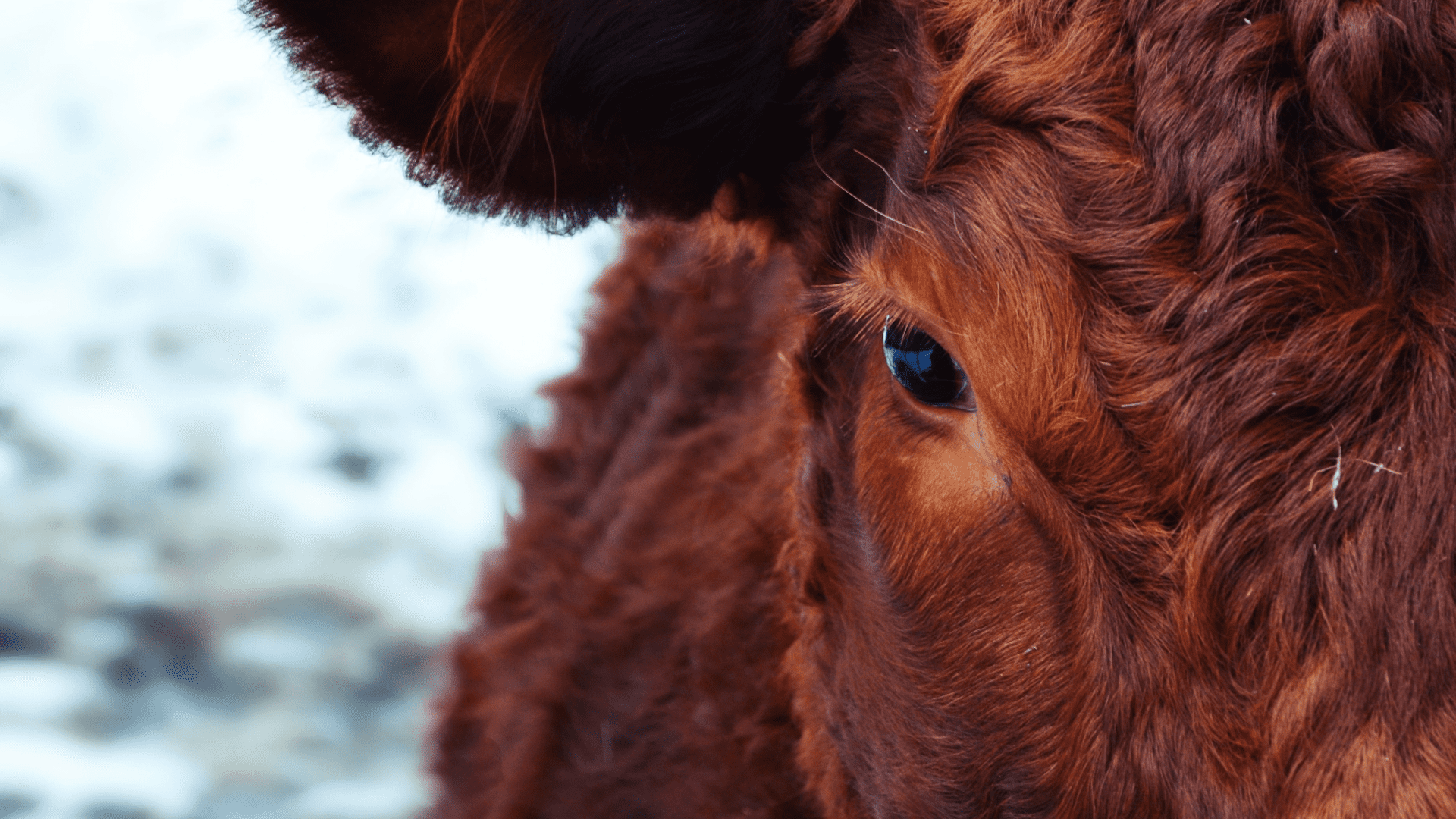 100% grass fed meat boxes