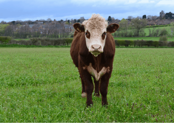 regenerative agriculture