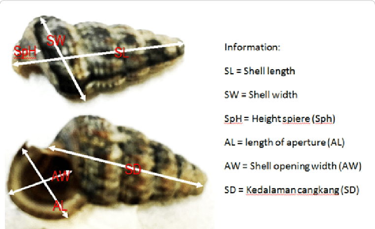 The obtuse horn shell, also known as mud creeper, is a relatively common snail found in muddy coastal areas. Sizes Of Cerithidea Obtusa Shells Download Scientific Diagram