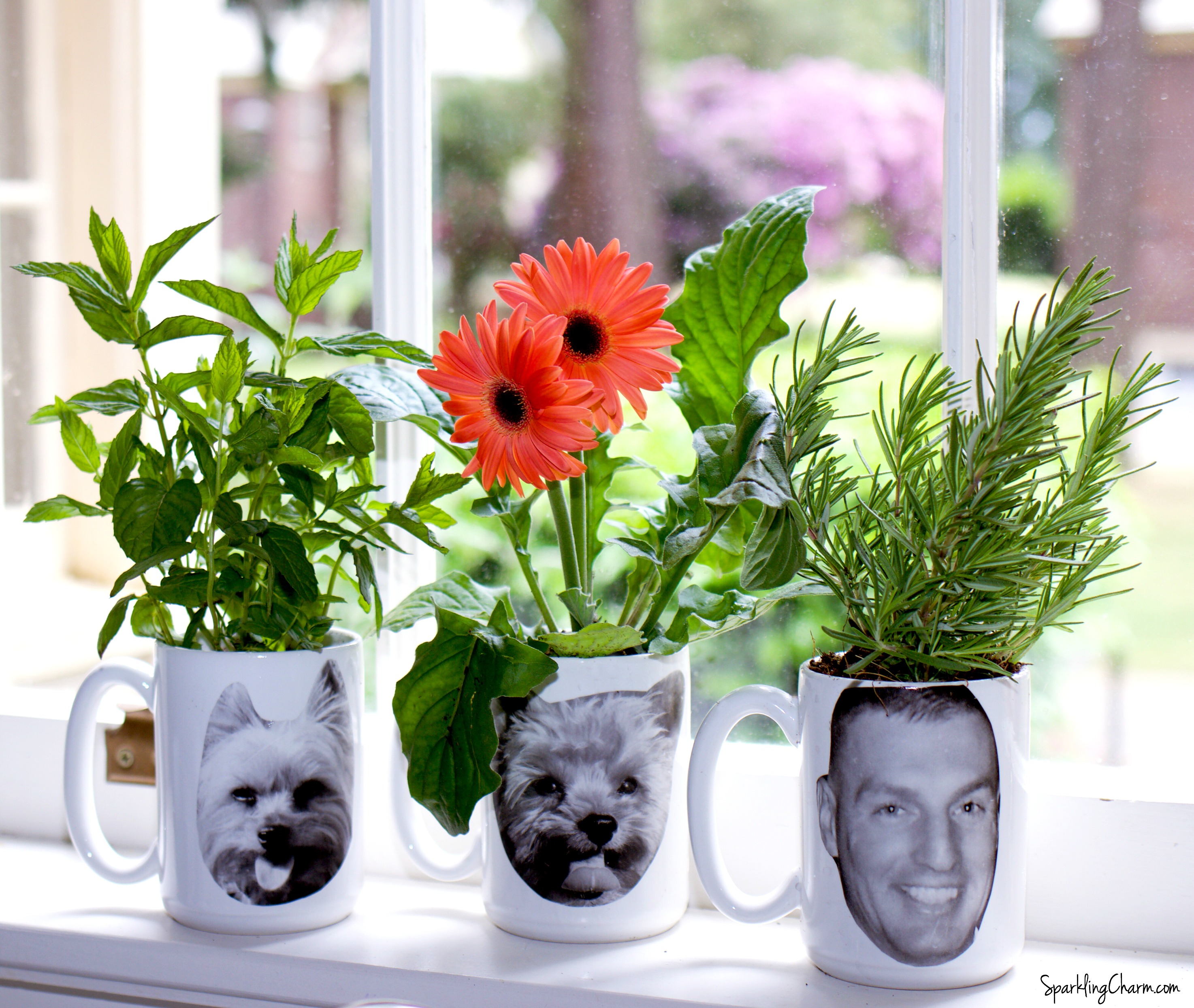 DIY Plant Mugs