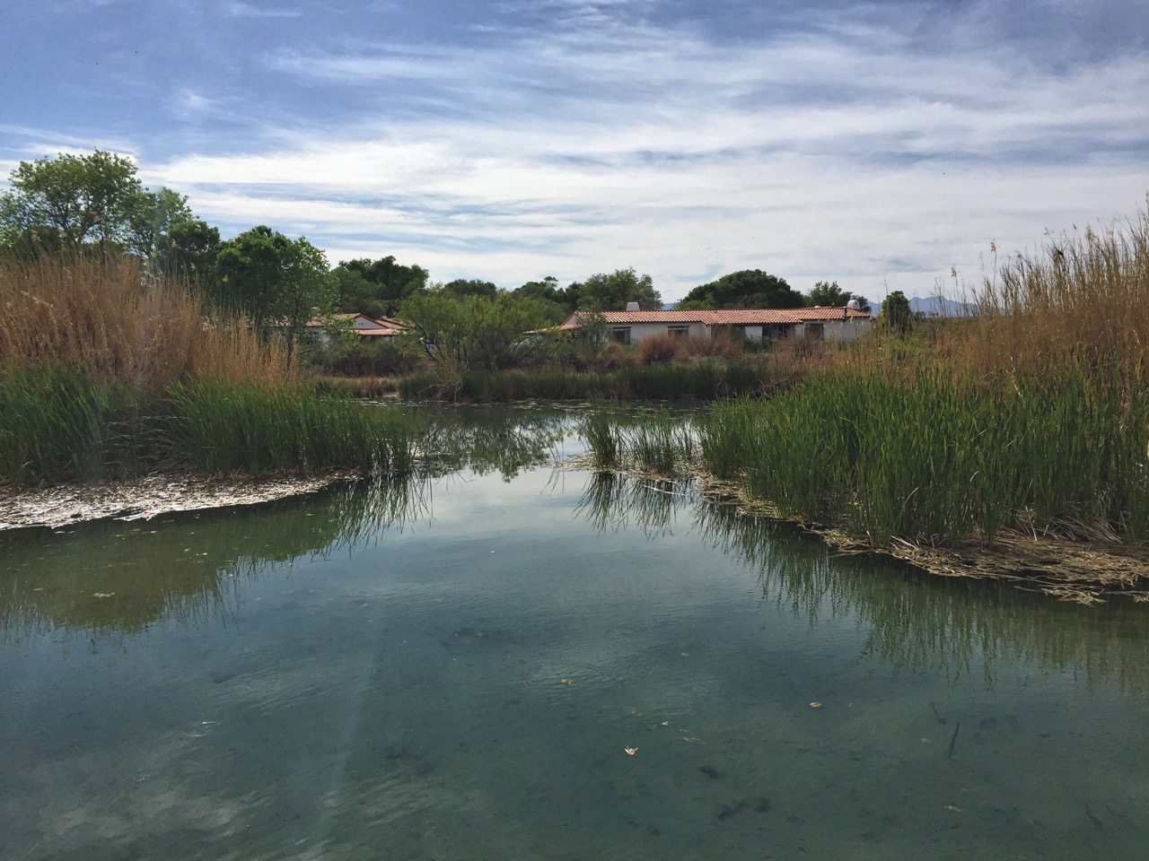 photo of a Cienegas (Desert Wetland)