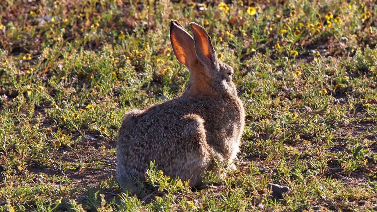 Photo of Desert Cottontail