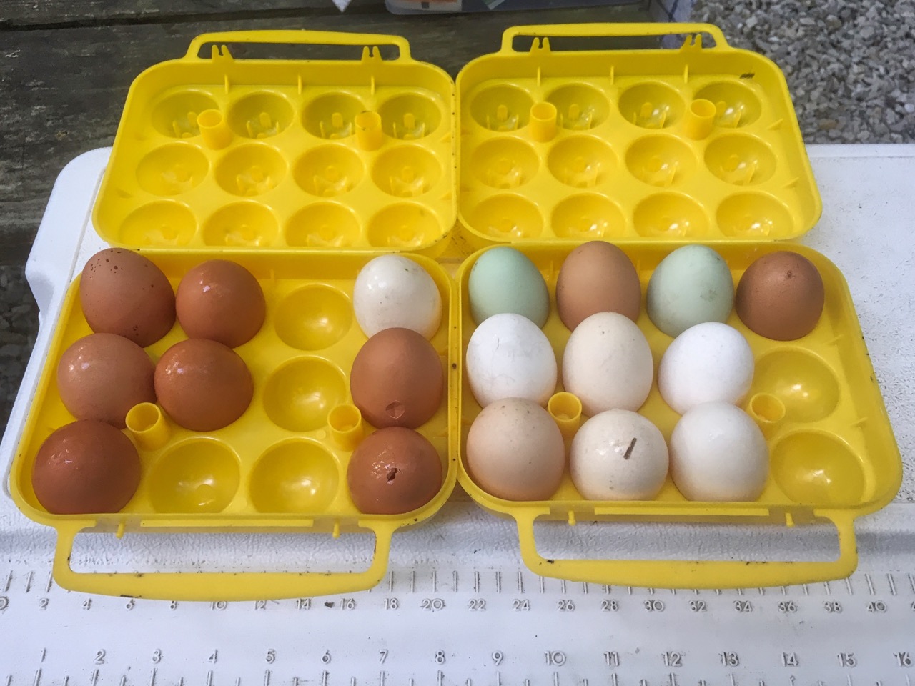 photo of raided egg carriers