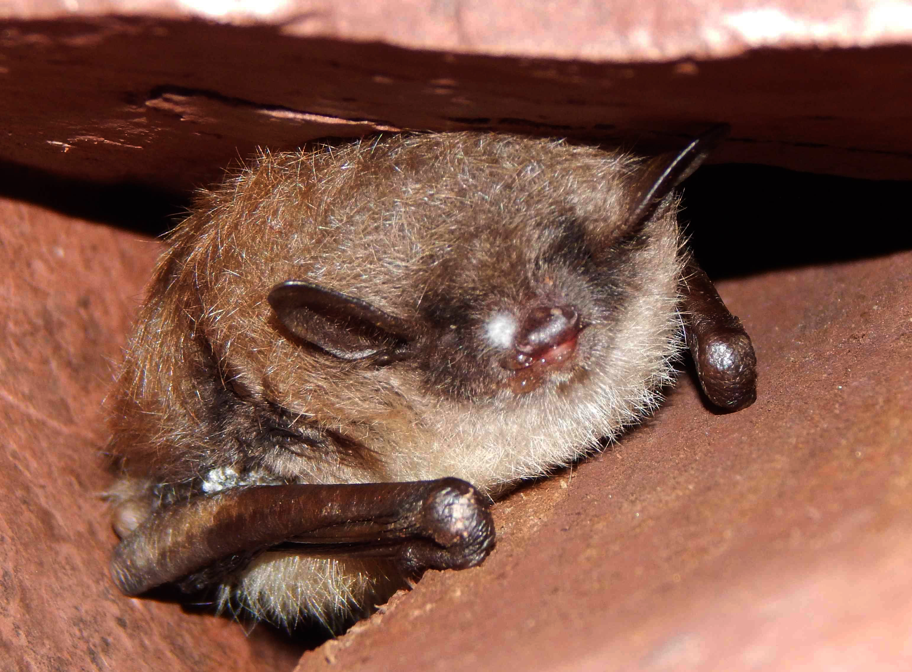 A bat in Soudan Mine in northern Minnesota showing signs of white-nose syndrome, a disease that is harmful and usually fatal to hibernating bats. (Courtesy of Christine Salomon / University of Minnesota)