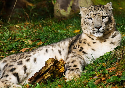 leopard on green leaves