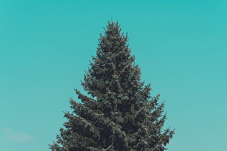 pine tree