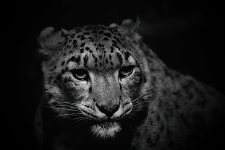 grayscale photo of leopard