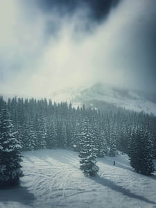 pine trees on snow ground