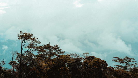 Scenic View of the Trees