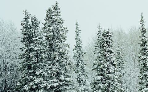 snow covered pine tree lot