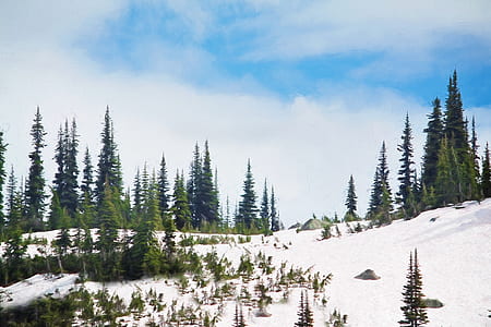 photography or green pine trees under blue sky