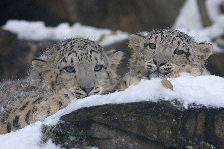 two leopards in snowfield