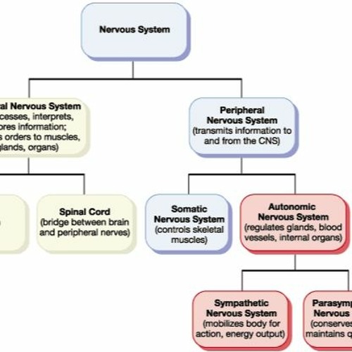 Stream Diagram The Hierarchy Of The Nervous System by Nathan Hanley ...