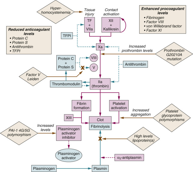 Blood and Coagulation | Anesthesia Key