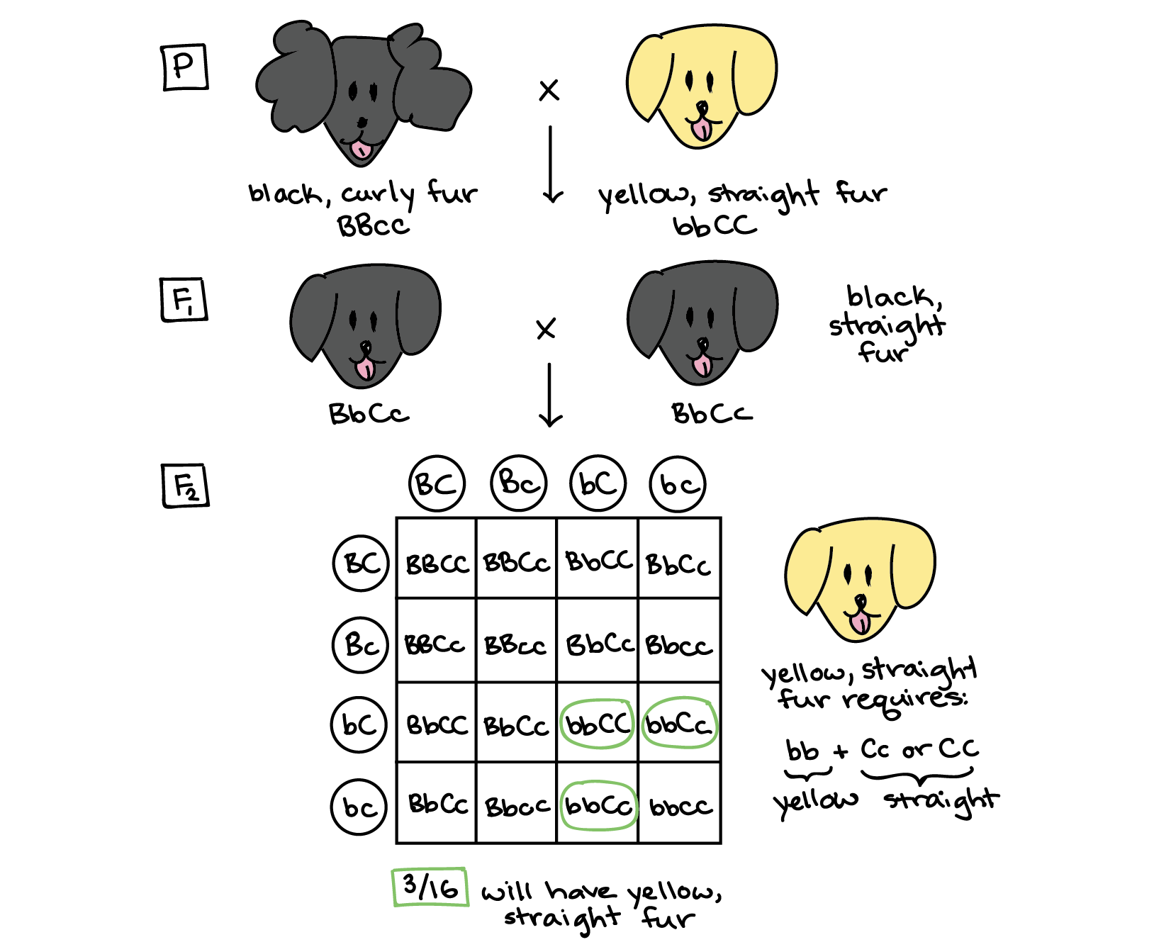 Punnett Square Practice Monohybrid Mice Ansers Turnerclassroom | My XXX ...