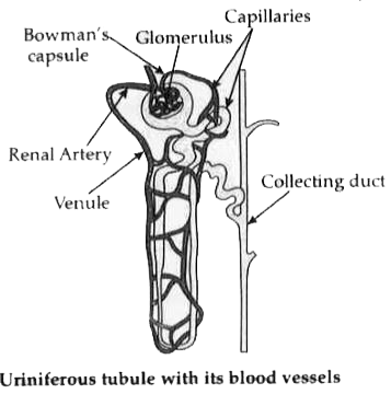 Drawing Diagram Of Nephron Class 10 / How To Draw Nephron Step By Step ...