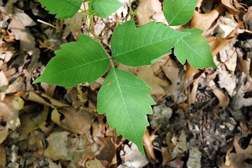 Poison Ivy...or not? - Ozarks Walkabout