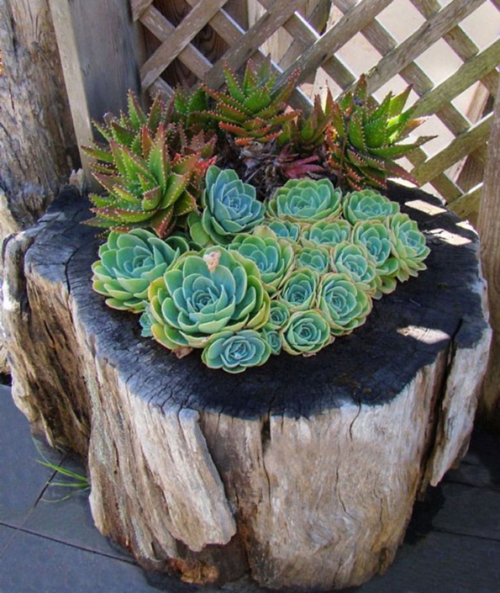 Beautiful Outdoor Succulent Planter Ideas 28