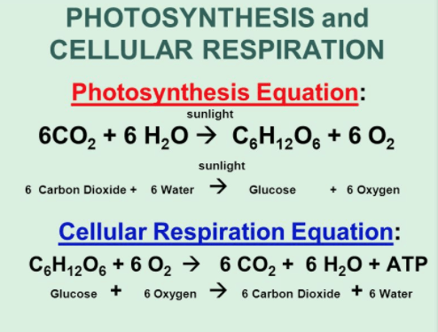 Photosynthesis And Cellular Respiration