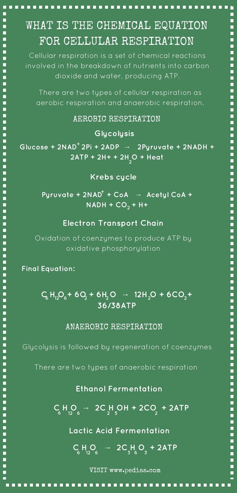 Cellular Respiration