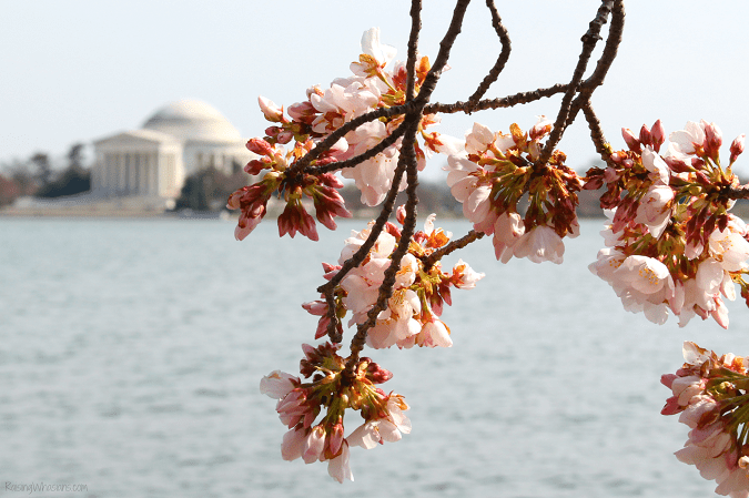 DC cherry blossoms tips