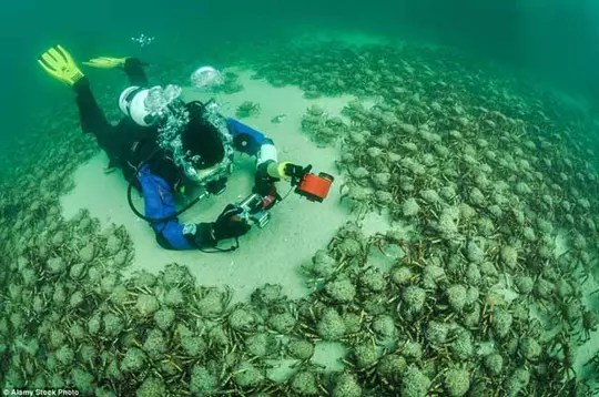 Sebuah catan pemandangan dasar laut dengan gambaran imej kapal rv discovery yang merupakan salah satu aset penting . Foto Foto Ini Tunjukan Betapa Mengerikannya Dunia Di Dasar Laut Merinding Takjub Kaskus