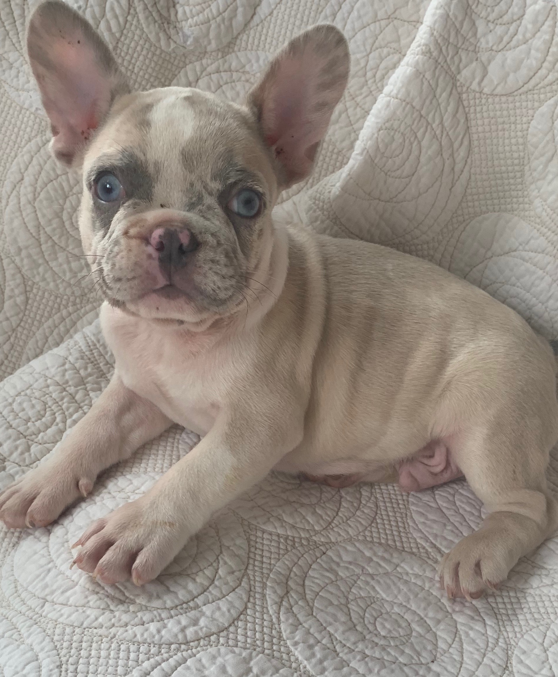 Lilac Merle French Bulldog