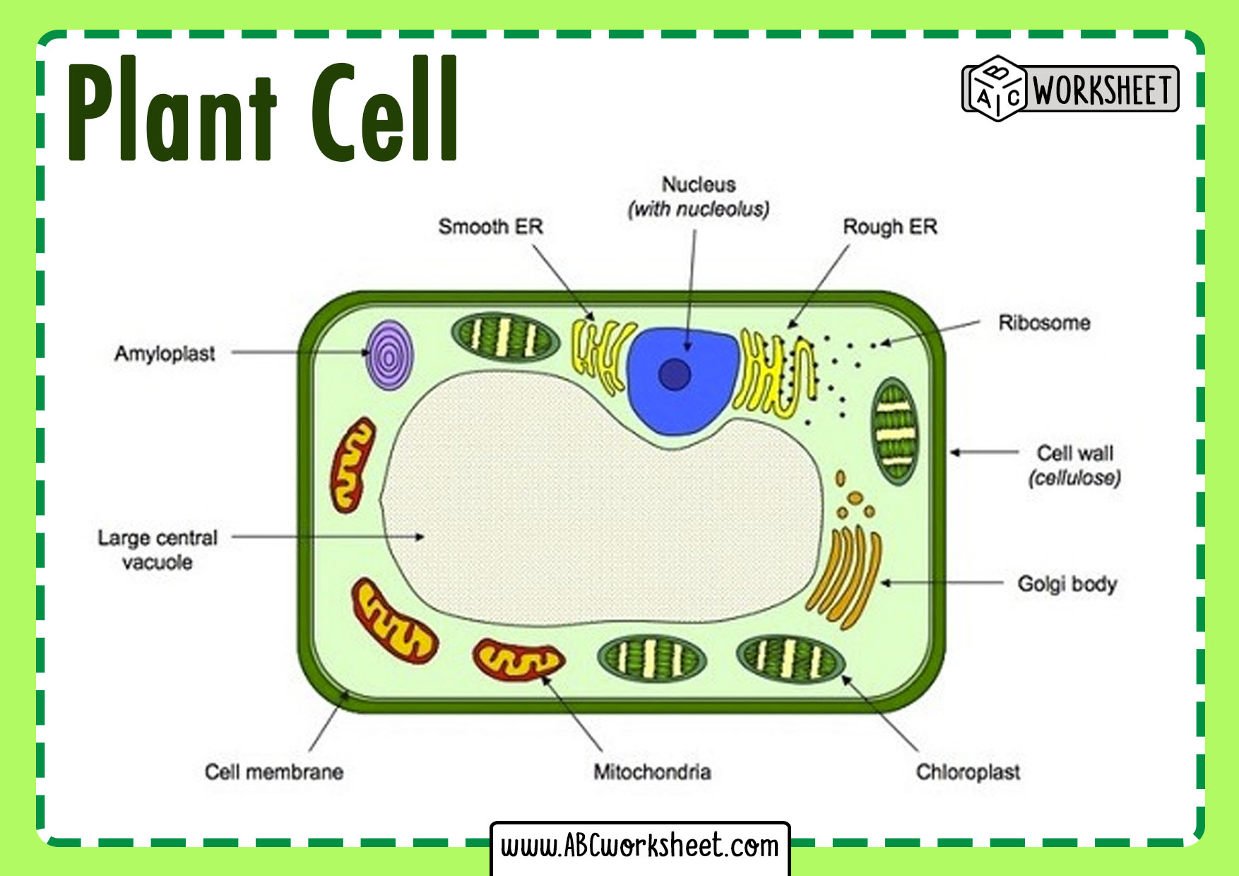 A Simple Plant Cell Diagram In 2023 – Worksheets Decoomo