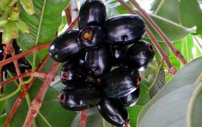  Bibit  Juwet Hitam 70cm JualBenihMurah com