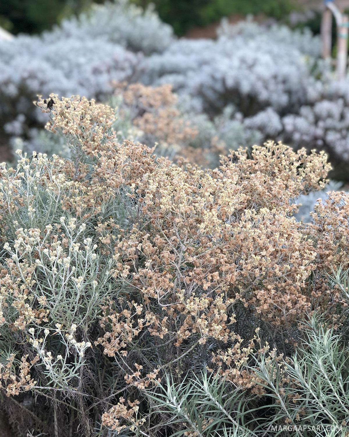 Bunga edelweiss di Bali