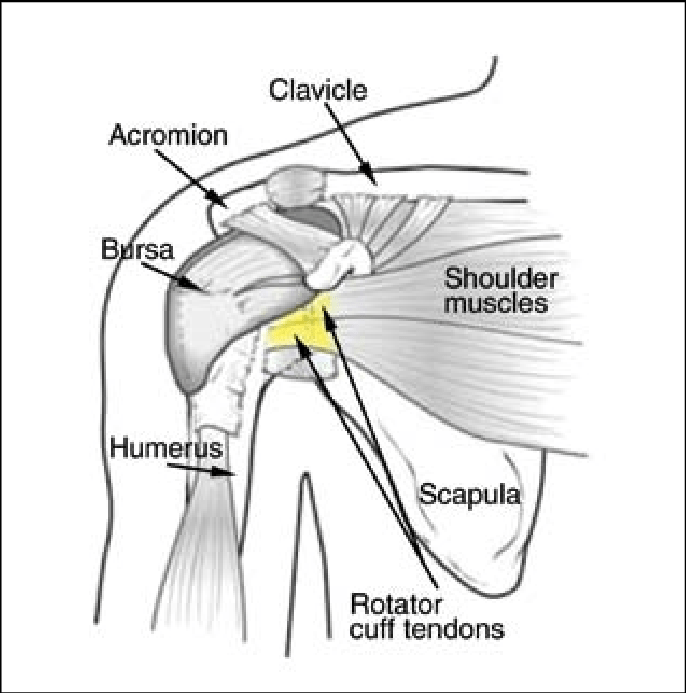 Shoulder Anatomy Diagram - Acromioclavicular Joint Injuries | Bone and ...