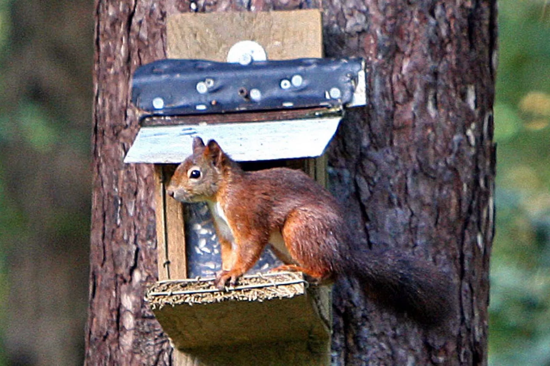 A red squirrel at Llyn Parc Mawr Newborough