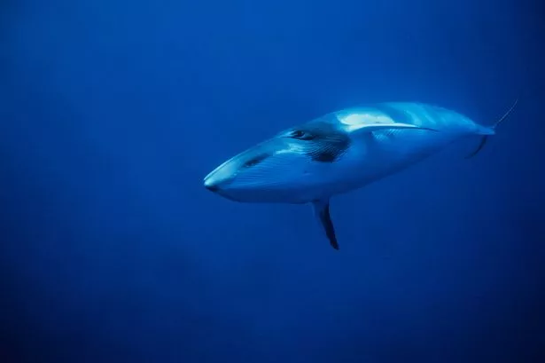 minke whale