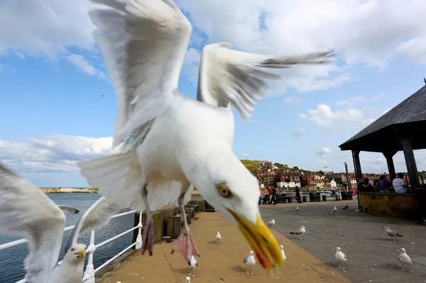 Stock image of a seagull