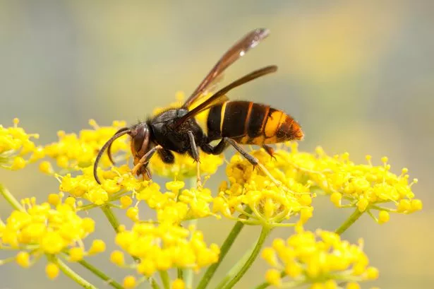 The Asian hornet originates from Southeast Asia and is an invader wasp that has appeared in Europe