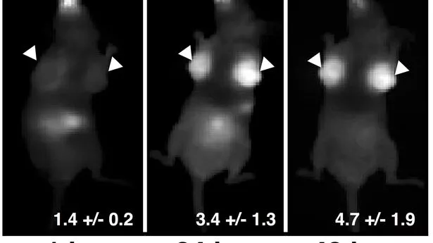 Current screening methods often identify lumps but cannot always pinpoint which ones are cancerous. Researchers from the University of Michigan in the United States created a pill so that only cancerous tumours light up