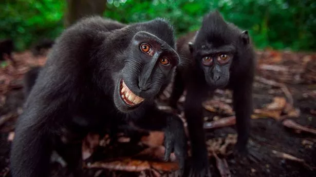 The happy black crested macaque group watching with curiosity in Tangkoko National Park, Sulawesi, Indonesia