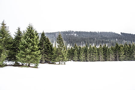 landscape of pine trees covered with snow