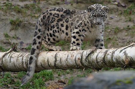 black and beige leopard standing on tree trunk