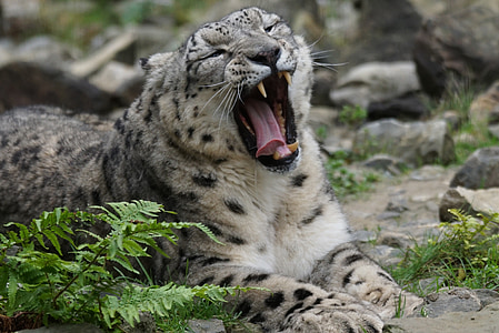 shallow focus photography of white tiger