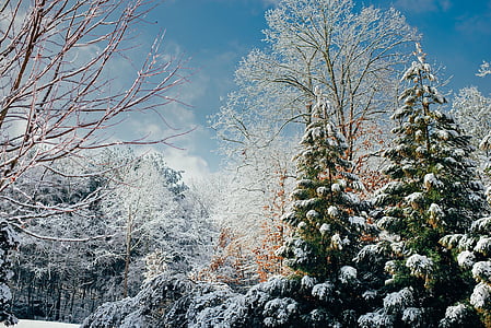 pine trees with snows