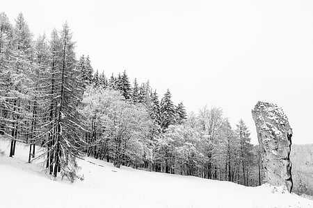 pine trees covered with snow