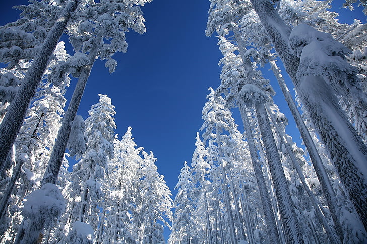 low-angle photography of pine tree at daytime