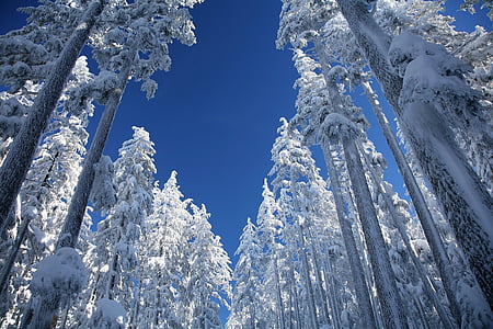 low-angle photography of pine tree at daytime