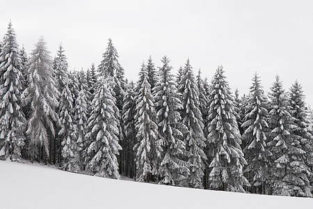 pine trees covered with snow