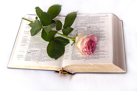 pink rose on opened book